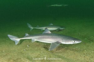 Spiny Dogfish, Squalus acanthias. Aka spurdog. Rhode Island, New England, USA, North Atlantic.