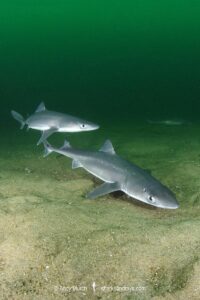 Spiny Dogfish, Squalus acanthias. Aka spurdog. Rhode Island, New England, USA, North Atlantic.