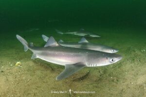 Spiny Dogfish, Squalus acanthias. Aka spurdog. Rhode Island, New England, USA, North Atlantic.