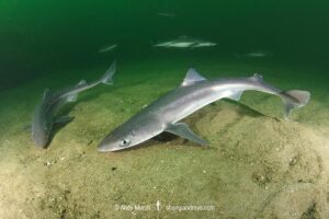 Spiny Dogfish, Squalus acanthias. Aka spurdog. Rhode Island, New England, USA, North Atlantic.