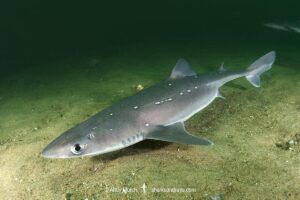 Spiny Dogfish, Squalus acanthias. Aka spurdog. Rhode Island, New England, USA, North Atlantic.