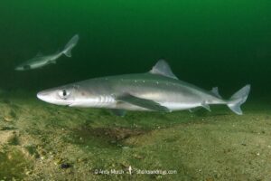 Spiny Dogfish, Squalus acanthias. Aka spurdog. Rhode Island, New England, USA, North Atlantic.