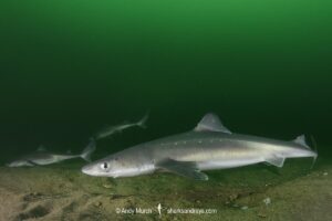 Spiny Dogfish, Squalus acanthias. Aka spurdog. Rhode Island, New England, USA, North Atlantic.