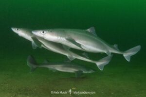Spiny Dogfish, Squalus acanthias. Aka spurdog. Rhode Island, New England, USA, North Atlantic.