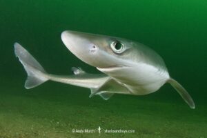 Spiny Dogfish, Squalus acanthias. Aka spurdog. Rhode Island, New England, USA, North Atlantic.