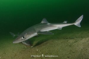 Spiny Dogfish, Squalus acanthias. Aka spurdog. Rhode Island, New England, USA, North Atlantic.