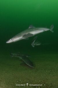 Spiny Dogfish, Squalus acanthias. Aka spurdog. Rhode Island, New England, USA, North Atlantic.
