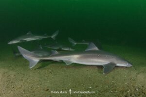 Spiny Dogfish, Squalus acanthias. Aka spurdog. Rhode Island, New England, USA, North Atlantic.