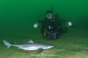Spiny Dogfish, Squalus acanthias. Aka spurdog. Rhode Island, New England, USA, North Atlantic.