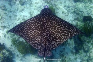 Spotted Eagle Ray, aka Whitespotted Eagle Ray, Aetobatus narinari. Inhabits coastal regions of the tropical eastern and western Atlantic includng the Caribbean Sea and the Gulf of Mexico. Image from Grand Cayman, Cayman Islands.