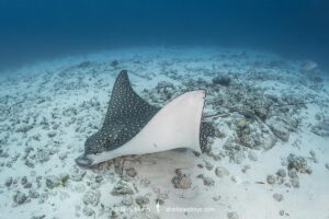Spotted Eagle Ray, aka Whitespotted Eagle Ray, Aetobatus narinari. Inhabits coastal regions of the tropical eastern and western Atlantic includng the Caribbean Sea and the Gulf of Mexico. Image from Isla Muejeres, Mexico.