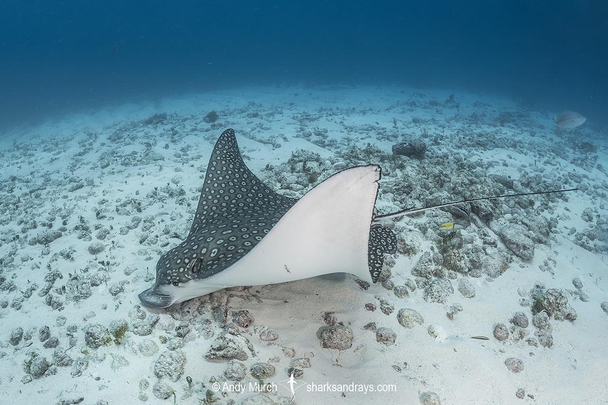 spotted eagle ray facts