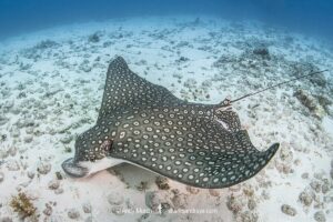 Spotted Eagle Ray, aka Whitespotted Eagle Ray, Aetobatus narinari. Inhabits coastal regions of the tropical eastern and western Atlantic includng the Caribbean Sea and the Gulf of Mexico. Image from Isla Muejeres, Mexico.