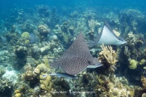 Spotted Eagle Ray, aka Whitespotted Eagle Ray, Aetobatus narinari. Inhabits coastal regions of the tropical eastern and western Atlantic includng the Caribbean Sea and the Gulf of Mexico. Image from Andros Island in the Bahamas.