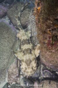 Spotted Wobbegong, Orectolobus maculatus, South West Rocks, New South Wales, Australia.