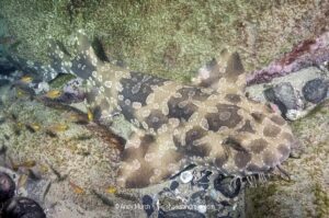 Spotted Wobbegong, Orectolobus maculatus, South West Rocks, New South Wales, Australia.