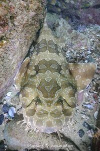 Spotted Wobbegong, Orectolobus maculatus, South West Rocks, New South Wales, Australia.