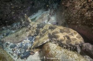 Spotted Wobbegong, Orectolobus maculatus, South West Rocks, New South Wales, Australia.
