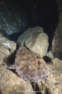 Spotted Wobbegong, Orectolobus maculatus, South West Rocks, New South Wales, Australia.