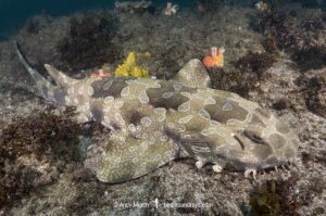 Spotted Wobbegong, Orectolobus maculatus, South West Rocks, New South Wales, Australia.