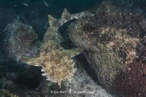 Spotted Wobbegong, Orectolobus maculatus, South West Rocks, New South Wales, Australia.