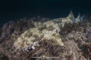 Spotted Wobbegong, Orectolobus maculatus, South West Rocks, New South Wales, Australia.