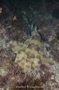 Spotted Wobbegong, Orectolobus maculatus, South West Rocks, New South Wales, Australia.