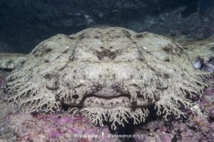 Tasselled Wobbegong Shark, Eucrossorhinus dasypogon. A species of carpet shark in the family Orectolobidae and the only member of its genus. Exmouth Navy Pier, Western Australia.