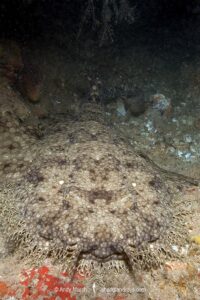 Tasselled Wobbegong Shark, Eucrossorhinus dasypogon. A species of carpet shark in the family Orectolobidae and the only member of its genus. Exmouth Navy Pier, Western Australia.