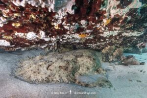 Tasselled Wobbegong Shark, Eucrossorhinus dasypogon. A species of carpet shark in the family Orectolobidae and the only member of its genus. Ningaloo Reef, Western Australia.