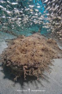 Tasselled Wobbegong Shark, Eucrossorhinus dasypogon. A species of carpet shark in the family Orectolobidae and the only member of its genus. Ningaloo Reef, Western Australia.