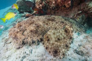 Tasselled Wobbegong Shark, Eucrossorhinus dasypogon. A species of carpet shark in the family Orectolobidae and the only member of its genus. Ningaloo Reef, Western Australia.