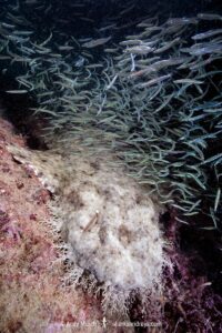 Tasselled Wobbegong Shark, Eucrossorhinus dasypogon. A species of carpet shark in the family Orectolobidae and the only member of its genus. Exmouth Navy Pier, Western Australia.
