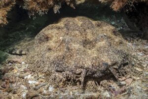 Tasselled Wobbegong Shark, Eucrossorhinus dasypogon. A species of carpet shark in the family Orectolobidae and the only member of its genus. Exmouth Navy Pier, Western Australia.