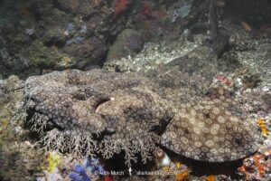 Tasselled Wobbegong Shark, Eucrossorhinus dasypogon. A species of carpet shark in the family Orectolobidae and the only member of its genus. Exmouth Navy Pier, Western Australia.