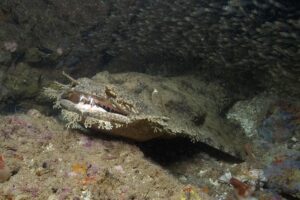 Tasselled Wobbegong Shark, Eucrossorhinus dasypogon. A species of carpet shark in the family Orectolobidae and the only member of its genus. Exmouth Navy Pier, Western Australia.
