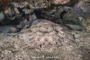 Tasselled Wobbegong Shark, Eucrossorhinus dasypogon. A species of carpet shark in the family Orectolobidae and the only member of its genus. Triton Bay, Indonesia.