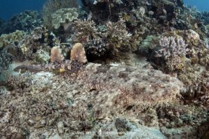 Tasselled Wobbegong Shark, Eucrossorhinus dasypogon. A species of carpet shark in the family Orectolobidae and the only member of its genus. Raja Ampat, Indonesia.