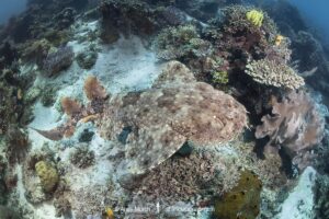 Tasselled Wobbegong Shark, Eucrossorhinus dasypogon. A species of carpet shark in the family Orectolobidae and the only member of its genus. Raja Ampat, Indonesia.