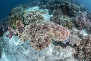 Tasselled Wobbegong Shark, Eucrossorhinus dasypogon. A species of carpet shark in the family Orectolobidae and the only member of its genus. Raja Ampat, Indonesia.