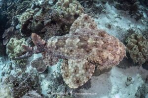 Tasselled Wobbegong Shark, Eucrossorhinus dasypogon. A species of carpet shark in the family Orectolobidae and the only member of its genus. Raja Ampat, Indonesia.