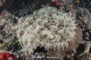 Tasselled Wobbegong Shark, Eucrossorhinus dasypogon. A species of carpet shark in the family Orectolobidae and the only member of its genus. Raja Ampat, Indonesia.