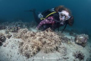 Tasselled Wobbegong Shark, Eucrossorhinus dasypogon. A species of carpet shark in the family Orectolobidae and the only member of its genus. Raja Ampat, Indonesia.