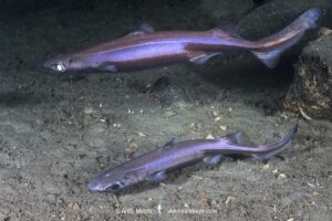 Velvet Belly Lanternshark, Etmopterus spinax. The velvet belly is a wide-ranging deepwater shark from Iceland and Norway southward to South Africa. Lanternsharks are a family of dogfishes within the order Squaliformes.