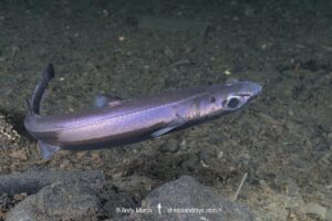 Velvet Belly Lanternshark, Etmopterus spinax. The velvet belly is a wide-ranging deepwater shark from Iceland and Norway southward to South Africa. Lanternsharks are a family of dogfishes within the order Squaliformes.