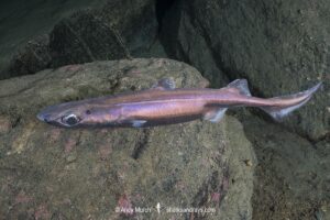 Velvet Belly Lanternshark, Etmopterus spinax. The velvet belly is a wide-ranging deepwater shark from Iceland and Norway southward to South Africa. Lanternsharks are a family of dogfishes within the order Squaliformes.