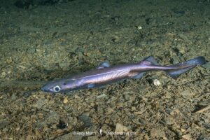 Velvet Belly Lanternshark, Etmopterus spinax. The velvet belly is a wide-ranging deepwater shark from Iceland and Norway southward to South Africa. Lanternsharks are a family of dogfishes within the order Squaliformes.