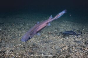 Velvet Belly Lanternshark, Etmopterus spinax. The velvet belly is a wide-ranging deepwater shark from Iceland and Norway southward to South Africa. Lanternsharks are a family of dogfishes within the order Squaliformes.
