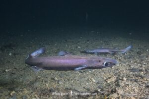 Velvet Belly Lanternshark, Etmopterus spinax. The velvet belly is a wide-ranging deepwater shark from Iceland and Norway southward to South Africa. Lanternsharks are a family of dogfishes within the order Squaliformes.