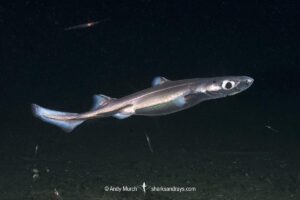 Velvet Belly Lanternshark, Etmopterus spinax. The velvet belly is a wide-ranging deepwater shark from Iceland and Norway southward to South Africa. Lanternsharks are a family of dogfishes within the order Squaliformes.